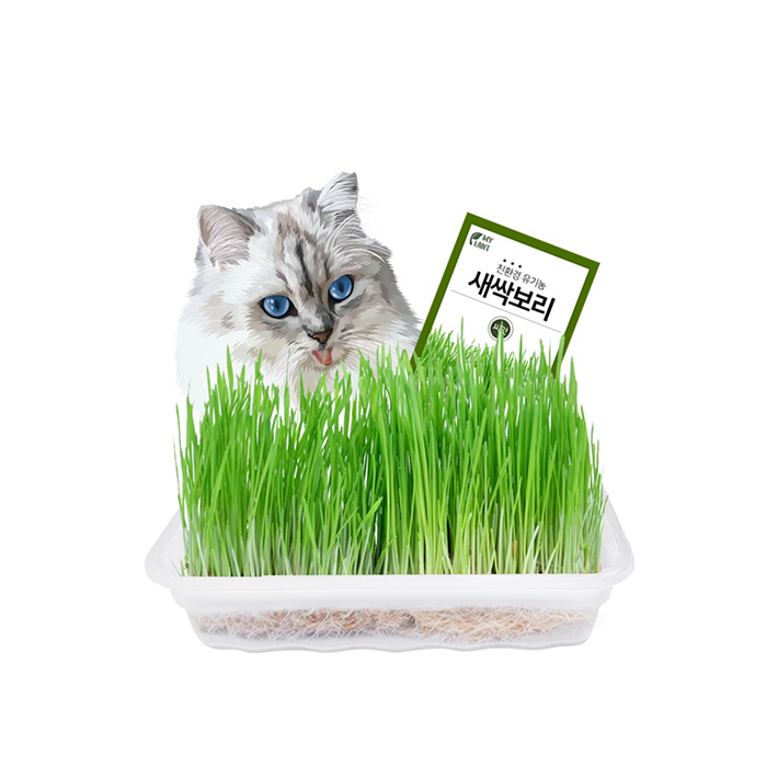 고양이 캣그라스 재배세트 (소)